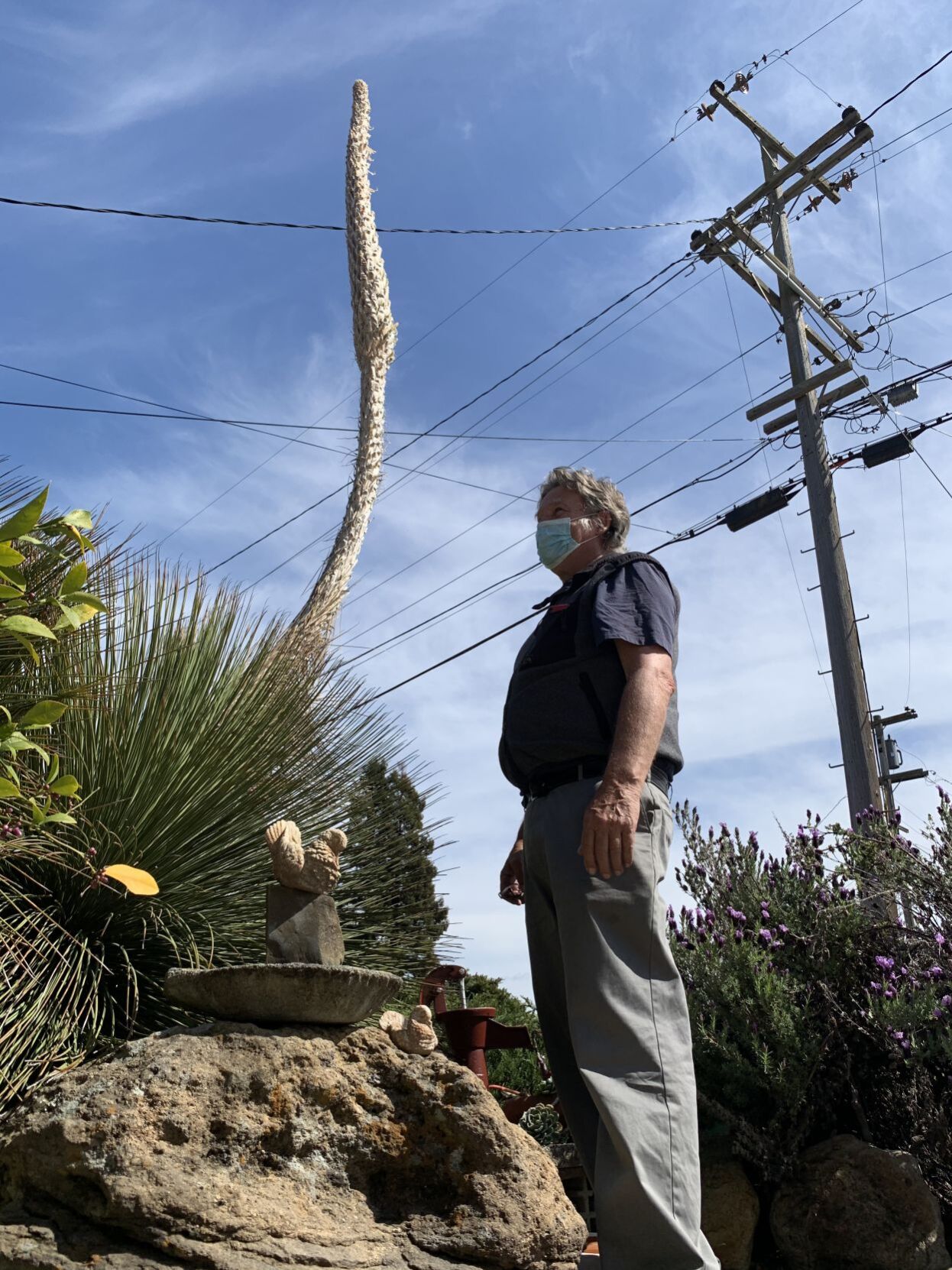 Exotic flower emerges on Tallac Street